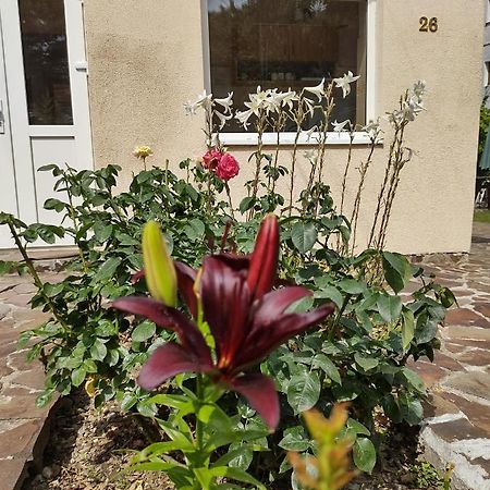 Pensiunea Casa Didina Bacău Екстериор снимка